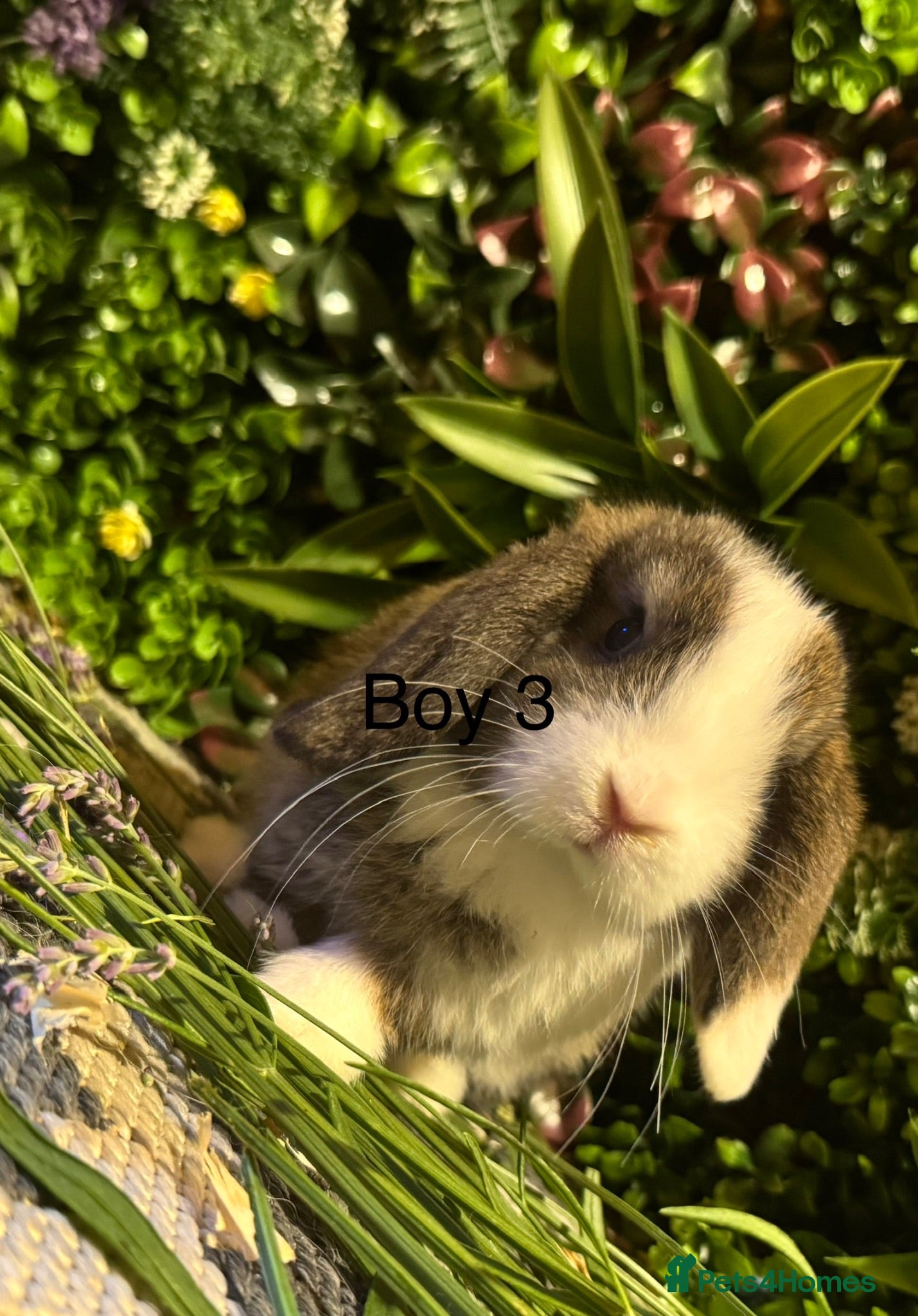 Mini Lop rabbits ⭐️MINI LOP NOW READY TO GO ⭐️ - Advert 11