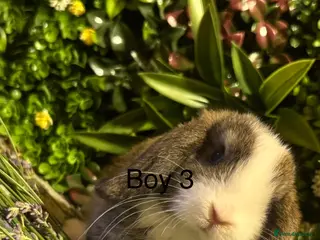 Mini Lop rabbits ⭐️MINI LOP NOW READY TO GO ⭐️ - Advert 11