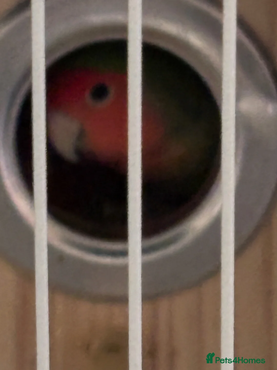Lovebirds birds for sale: Lovebird peach faced in Bolton - Advert 2