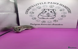 Hamster rodents for sale: Pedigree Chinese hamsters  - Image 6
