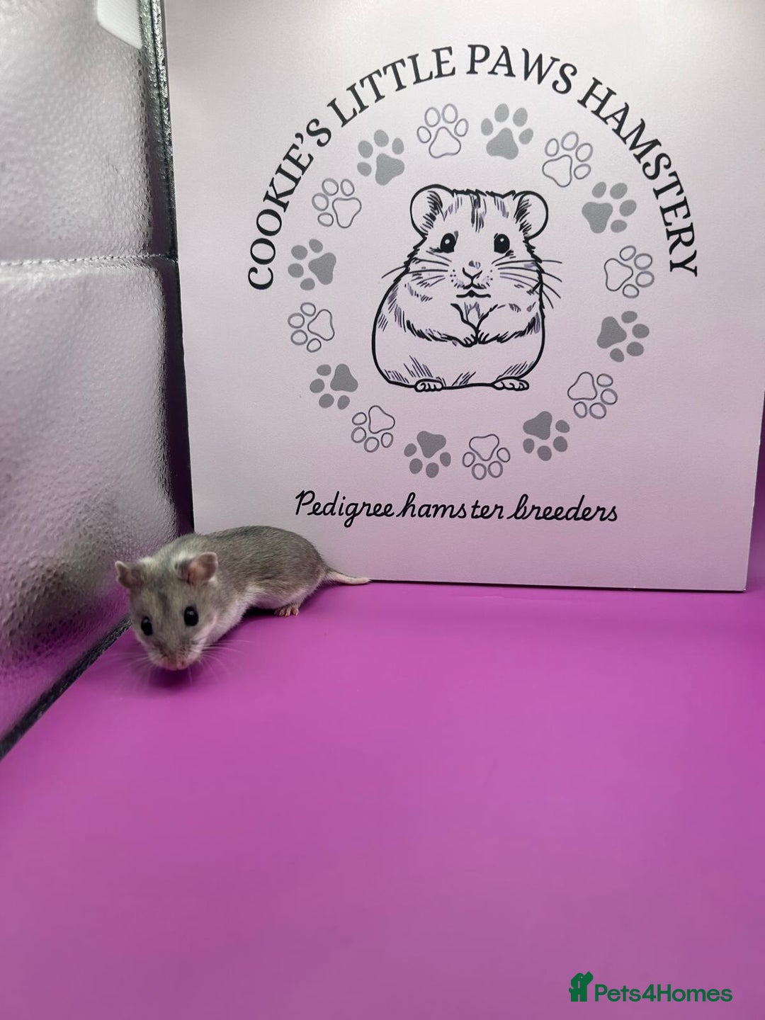 Hamster rodents for sale: Pedigree Chinese hamsters  - Image 6