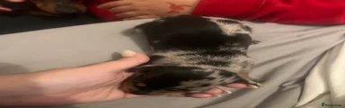 Silver dapple 1 