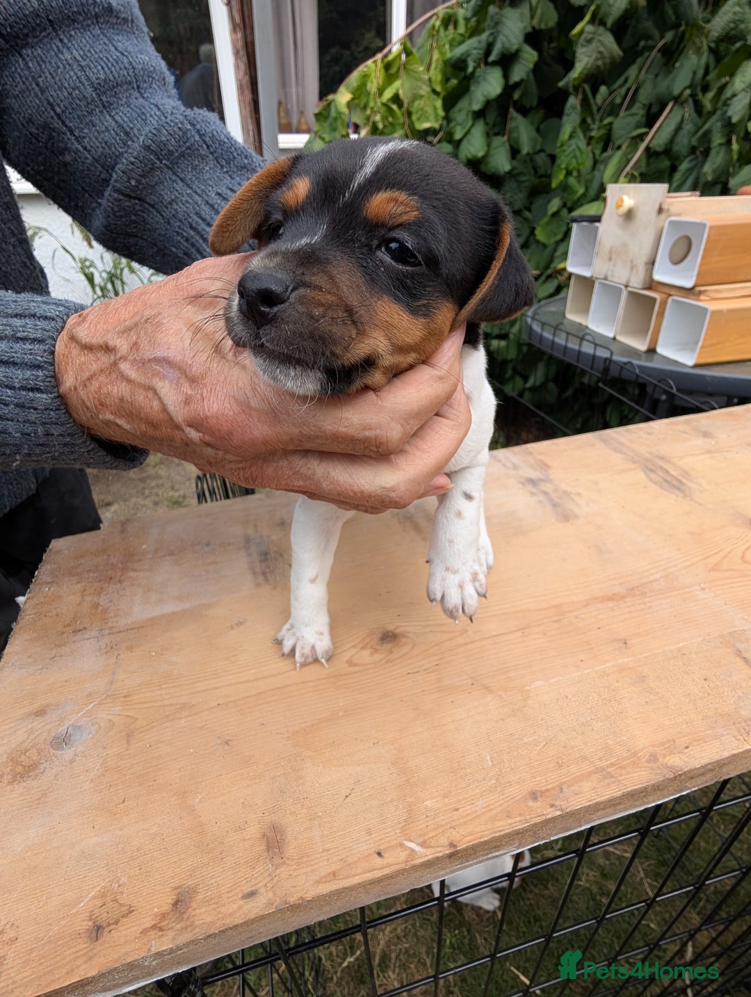 Jack Russell dogs for sale: Jack Russell puppys - Image 17