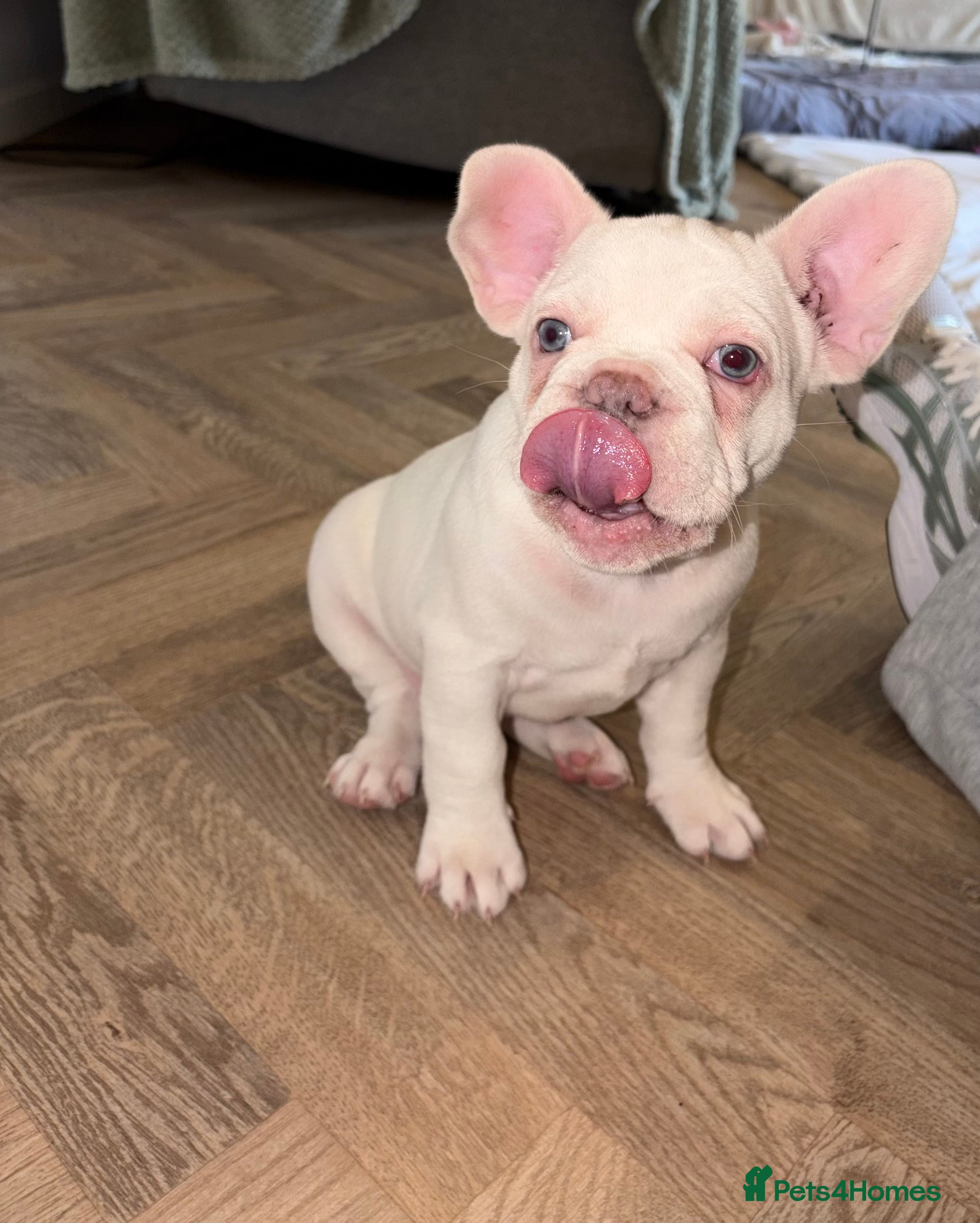 French Bulldog dogs  French bulldogs  - Advert 7