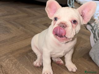 French Bulldog dogs French bulldogs - Advert 6