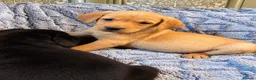 Labrador Retriever dogs for sale: 🐾 Beautiful Labrador Puppies in Welshpool - Advert 11