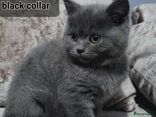 British Shorthair cats British blue pedigree shorthairs 4 males - Advert 1
