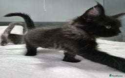 Maine Coon cats for sale: Stunning litter of maine coon kittens  - Advert 4