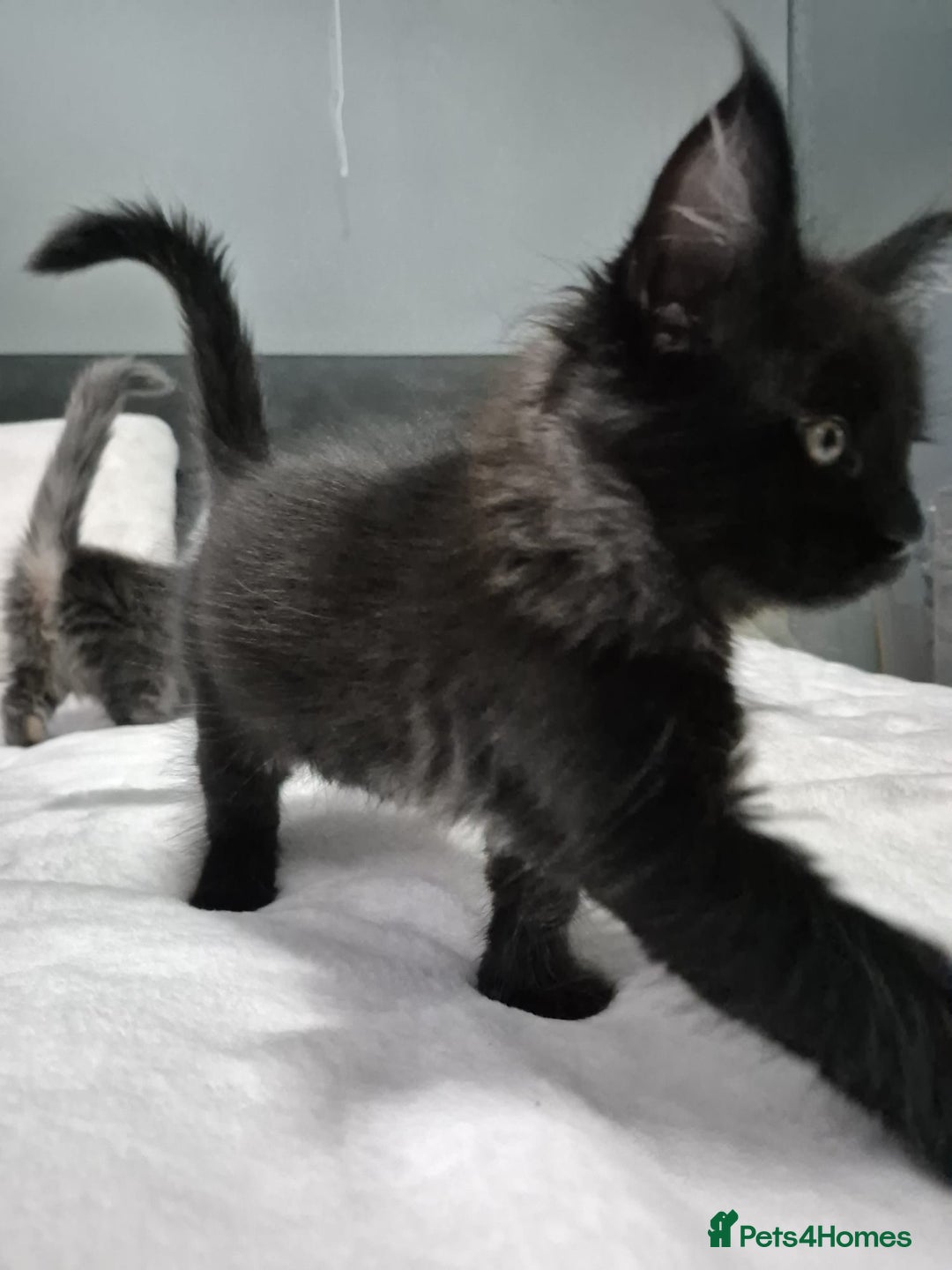 Maine Coon cats for sale: Stunning litter of maine coon kittens  - Advert 4