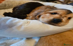 Cocker Spaniel dogs for sale: 🐾 KC Show Cocker Puppies 💛 Fully Health Tested  - Image 10