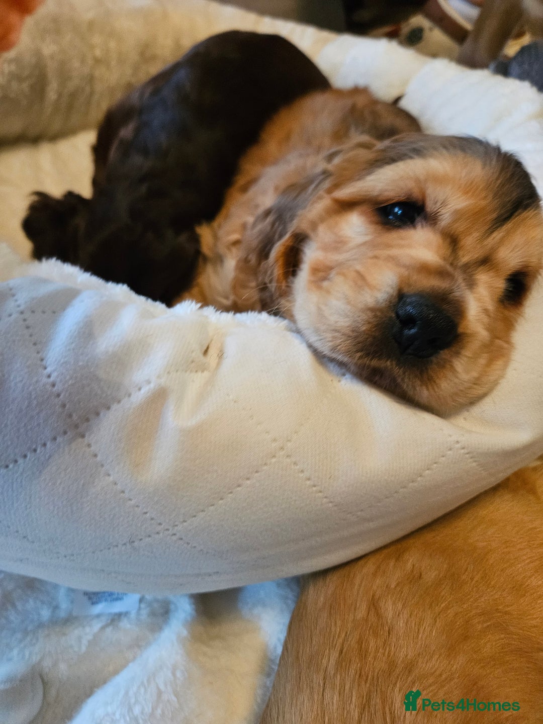 Cocker Spaniel dogs for sale: 🐾 KC Show Cocker Puppies 💛 Fully Health Tested  - Image 10
