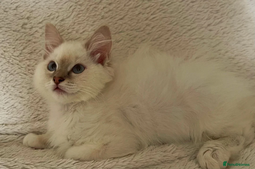 Ragdoll cats for sale: TICA Registered Ragdoll Kittens - Advert 2