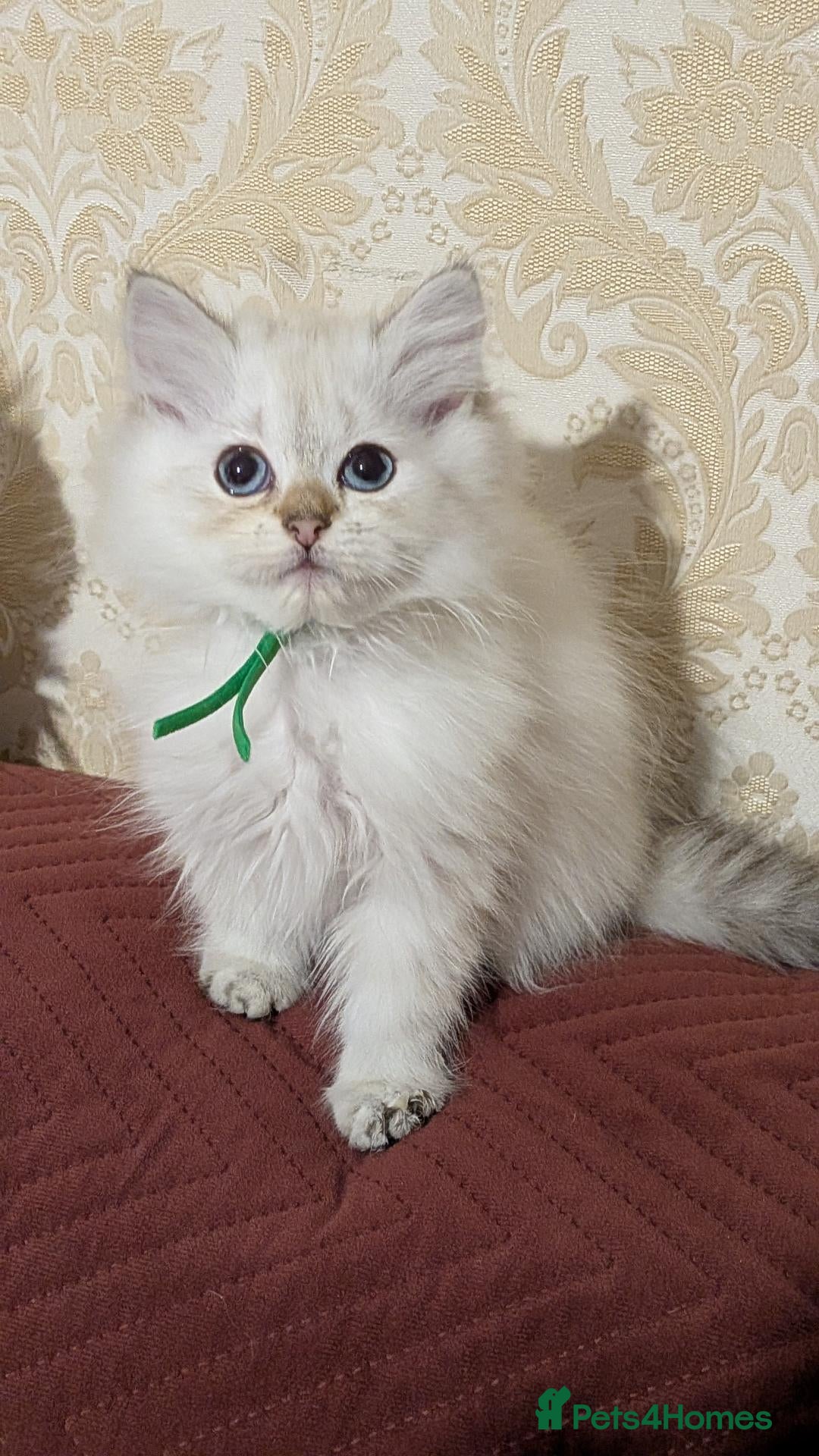 British Longhair cats TICA Longhair British girls❤️ - Advert 8