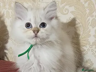 British Longhair cats TICA Longhair British girls❤️ - Advert 8