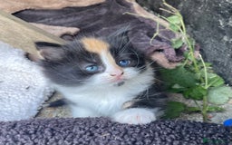Mixed Breed cats for sale: Kittens for sale  - Image 5