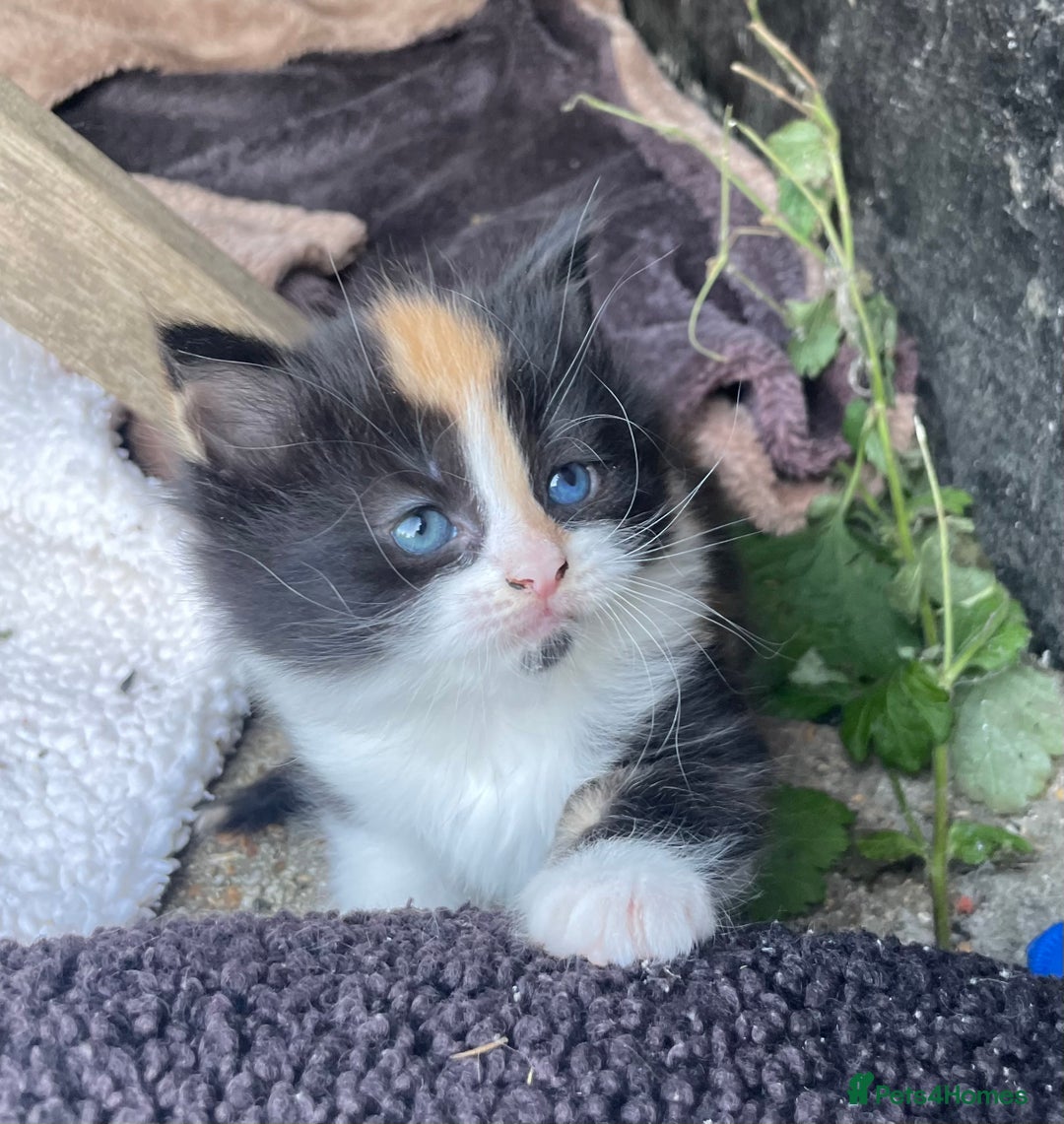 Mixed Breed cats for sale: Kittens for sale  - Image 5