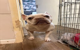 French Bulldog dogs for sale: Purebred French Bulldog – 2 Years Old (Female) - Image 8