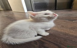 Mixed Breed cats for sale: Mixed breed Turkish Angora fluffy kittens - Image 13
