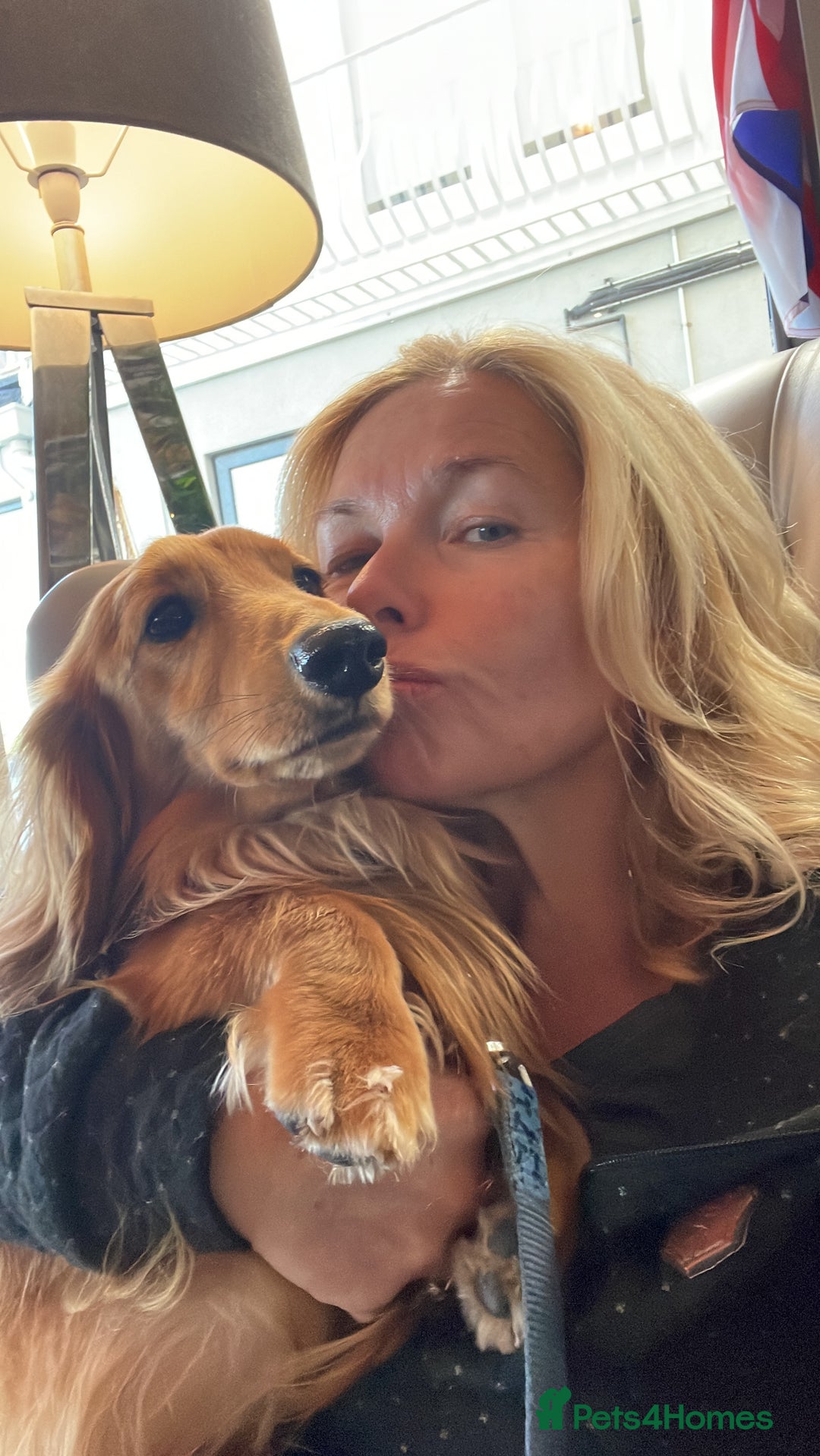 Dachshund dogs for stud: Gorgeous Boy Available as a Stud Dog - Image 8