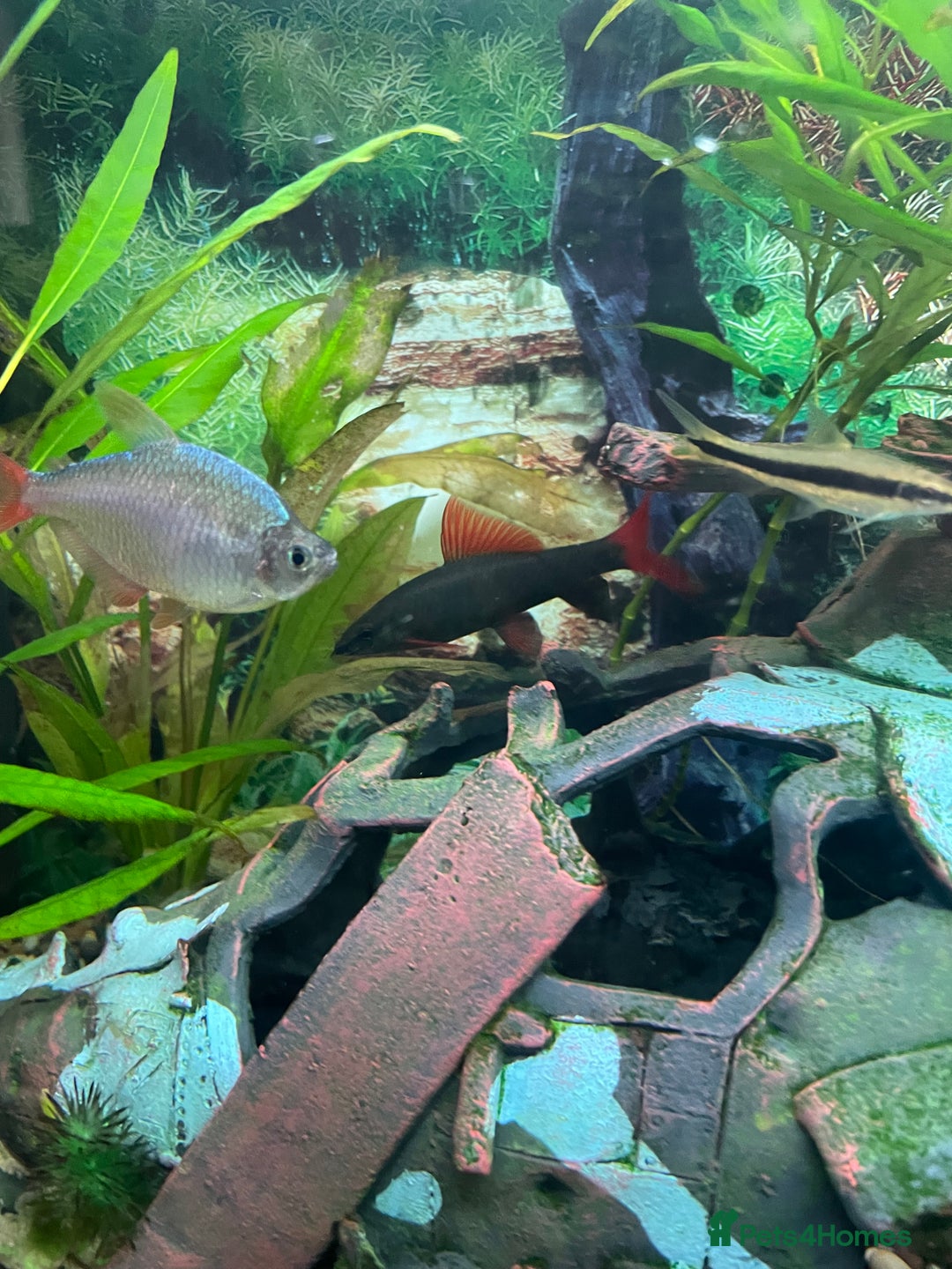 Angelfish fish for sale: Aquarium with fish. Will sell separately  - Image 5
