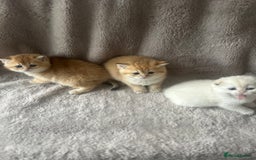 Scottish Fold cats for sale: Beautiful Gold Chinchilla babies  - Advert 13