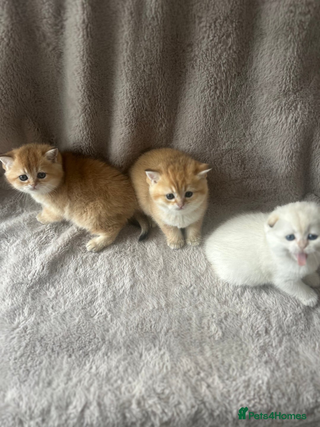 Scottish Fold cats for sale: Beautiful Gold Chinchilla babies  - Advert 13