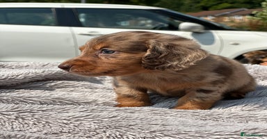 Dachshund dogs - Advert 6