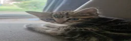 Mixed Breed cats for sale: 9 week old kittens ready to go now - Advert 7