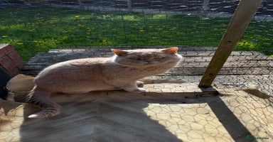 British Shorthair cats - Advert 13