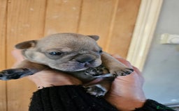French Bulldog dogs for sale: ⚡️Exquisite 🌈 Pedigree French Bulldog Puppies ⚡️ - Image 5