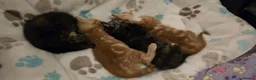 Mixed Breed cats for sale: 4 Beautiful kittens - Advert 7