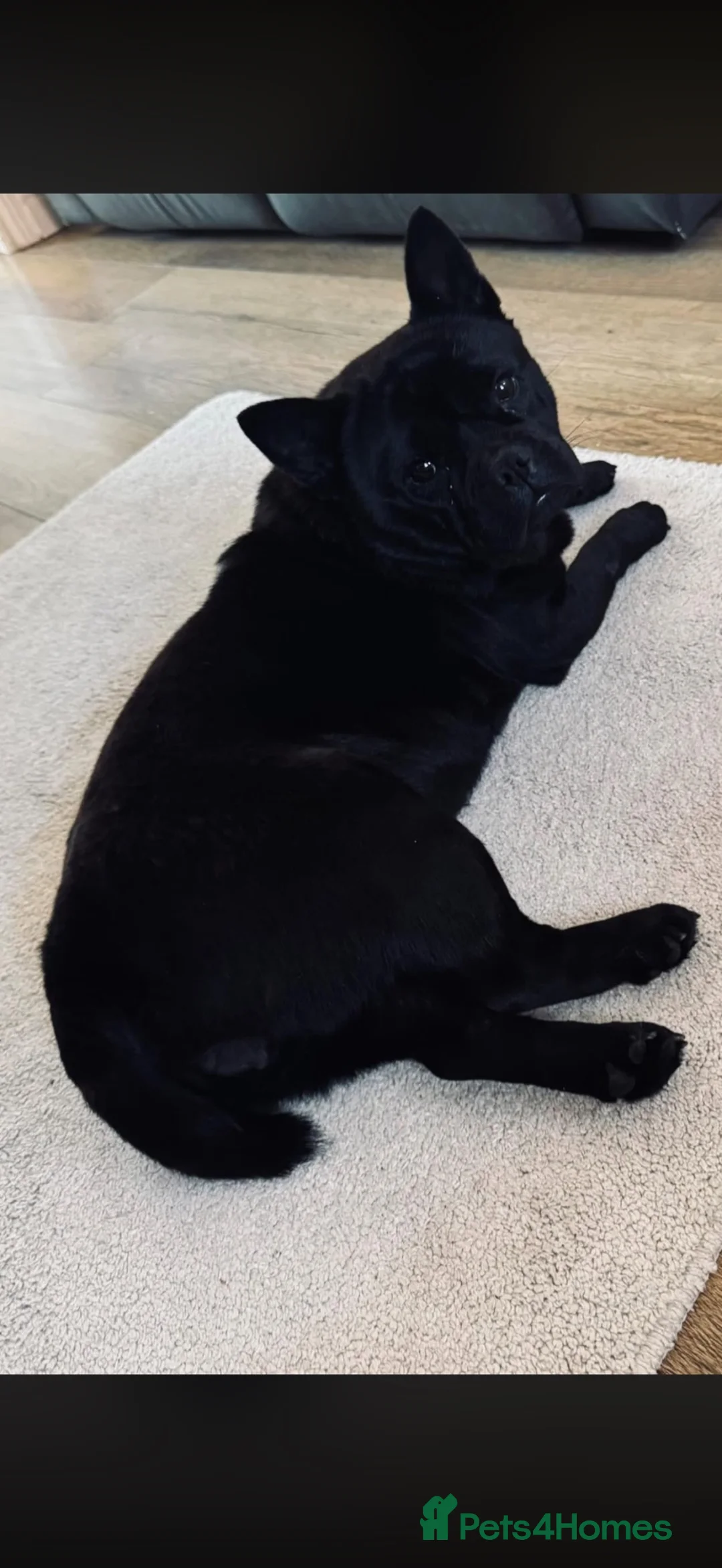 Mixed Breed dogs for adoption: Chow chow x French bulldog  - Advert 1