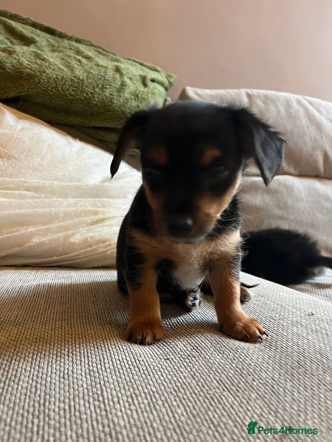 Jack Russell dogs for sale: Jack Russell puppies for sale - Advert 31