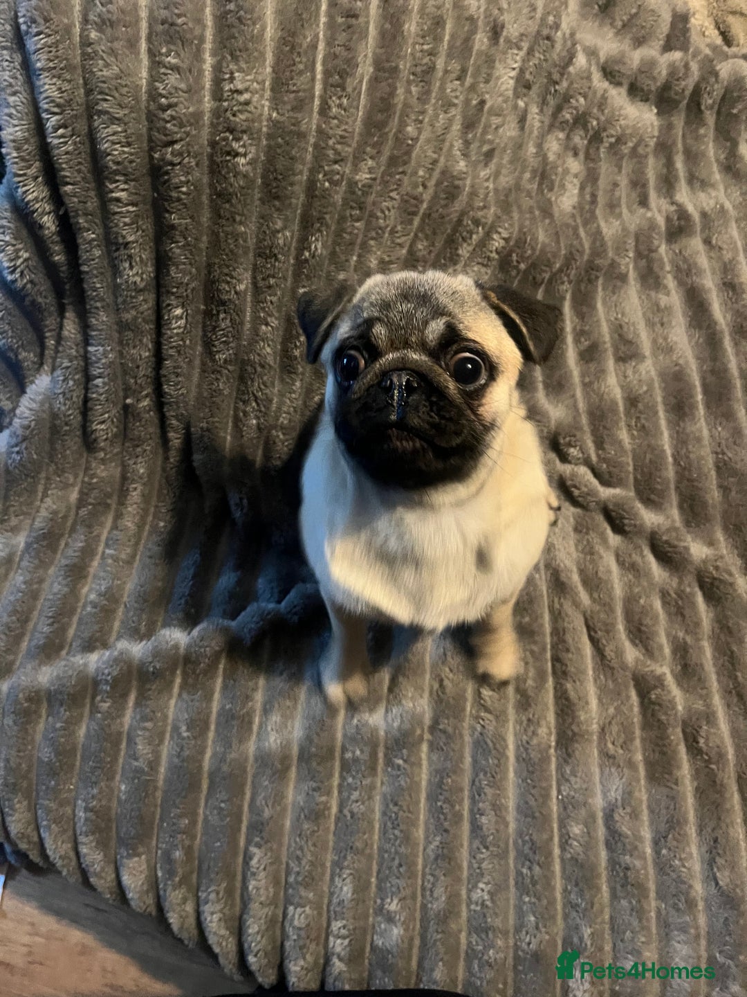 Pug dogs for sale: Gorgeous loveable Pug  - Advert 3