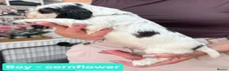 Cocker Spaniel dogs for sale: Stunning Show Cocker Spaniel puppies DNA tested - Advert 19