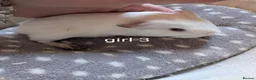Guinea Pig rodents for sale: 3 baby girl guinea pigs  - Advert 3
