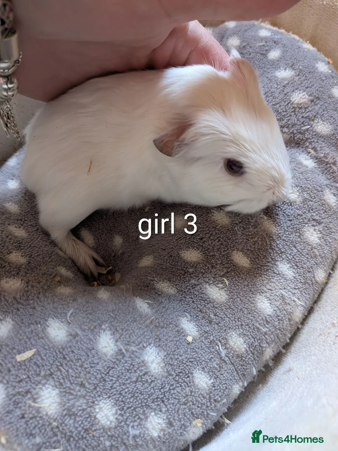 Guinea Pig rodents for sale: 3 baby girl guinea pigs  - Advert 3