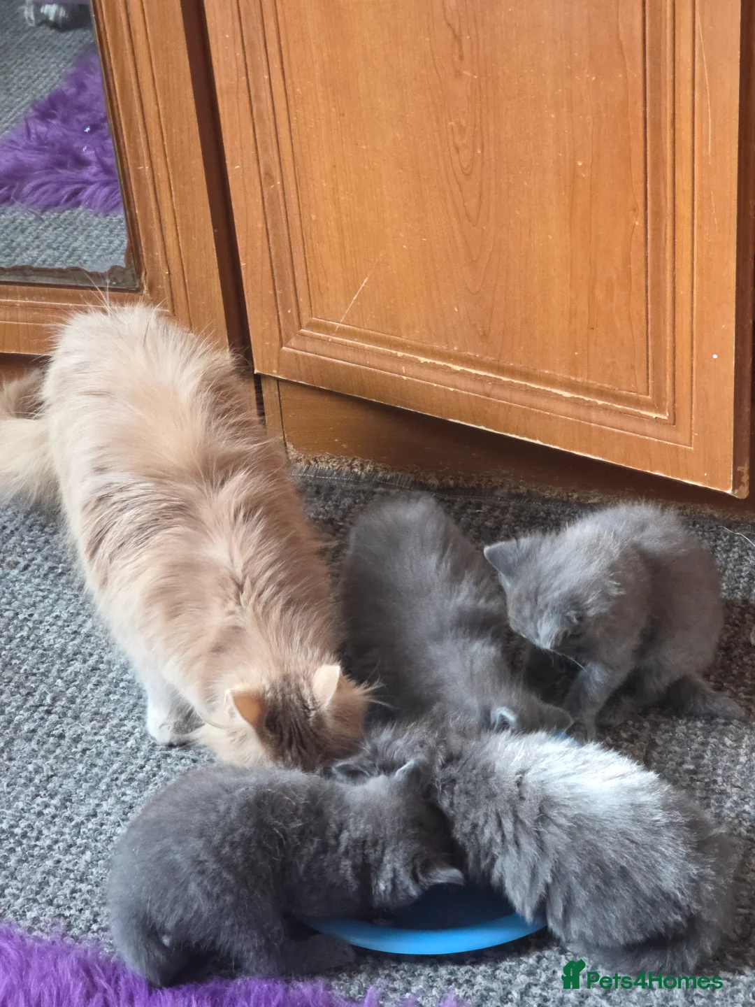 Mixed Breed cats for sale: 4 beautiful grey kittens 3 fluffy one smooth coat in Maidstone - Advert 13