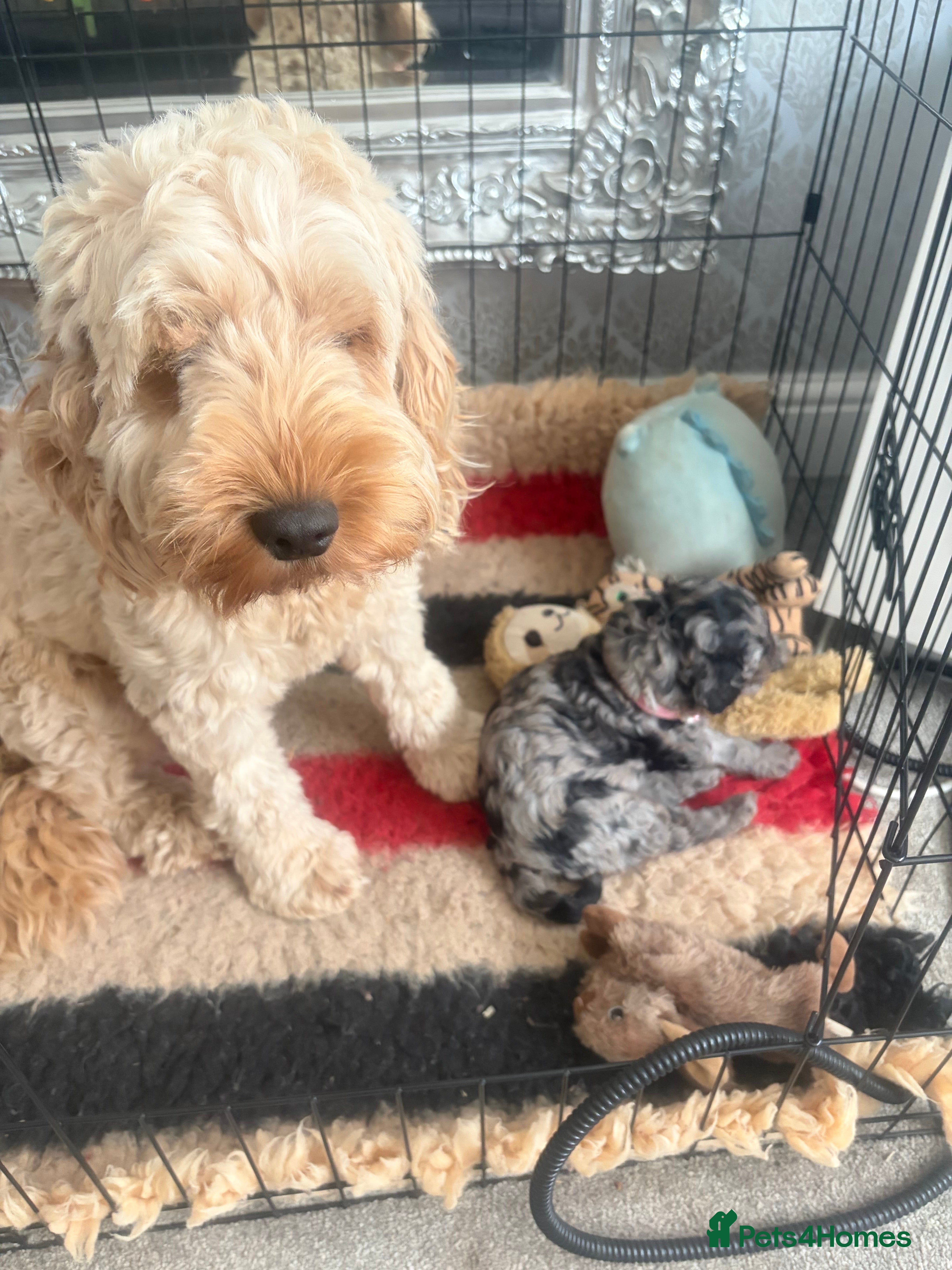 Cockapoo dogs Beautiful merla girl available  - Advert 1