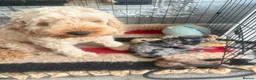 Cockapoo dogs for sale: Beautiful merla girl available  - Advert 1