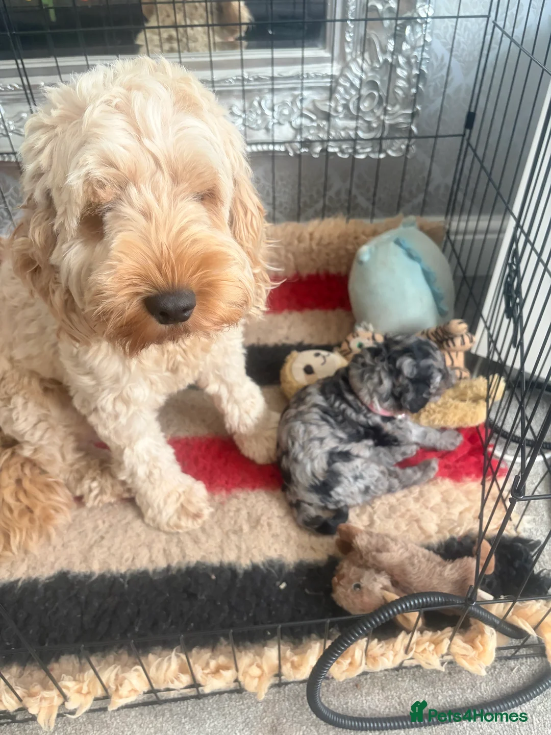 Cockapoo dogs for sale: Beautiful merla girl available  - Advert 1