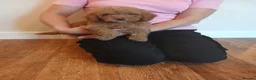 Cockapoo dogs for sale: Cockapoo puppies  - Advert 7