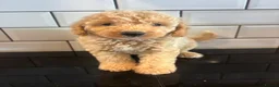 Cavapoo dogs for sale: Exceptional curly coat health tested cavapoo pups in Otley - Advert 10