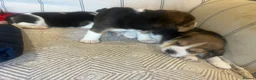 Beagle dogs for sale: Pedigree Beagle Puppies – Ready 7th February 2026  - Advert 5