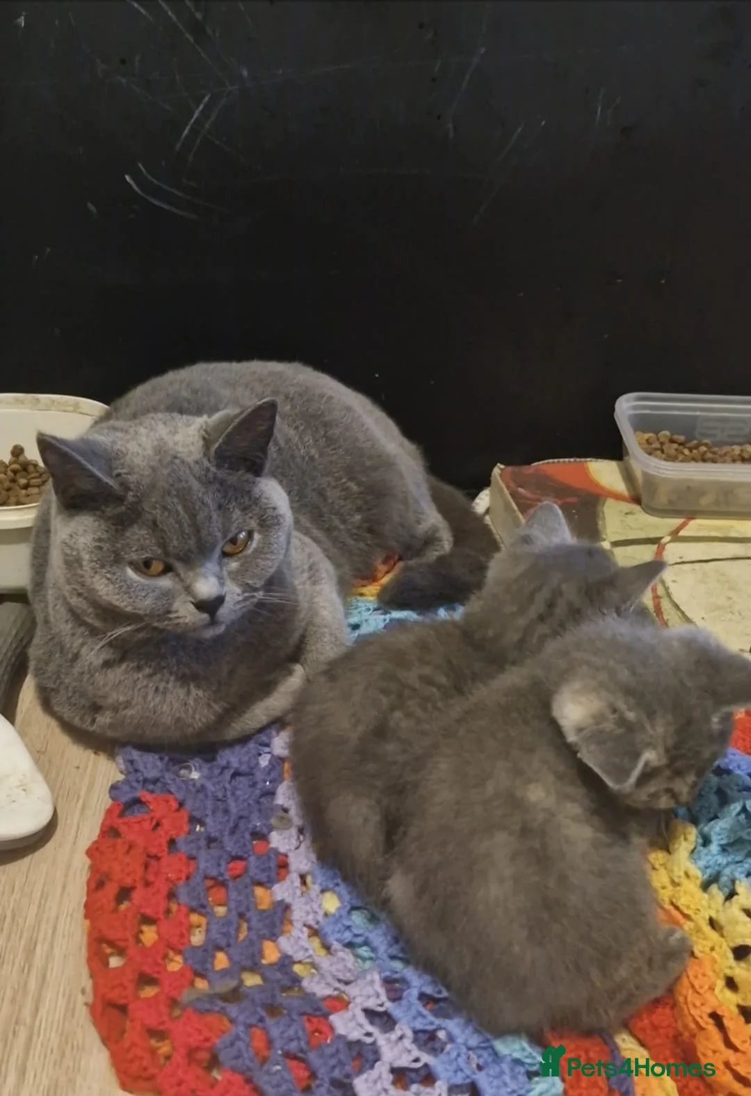 British Shorthair cats for sale: British shorthair boy - Advert 2