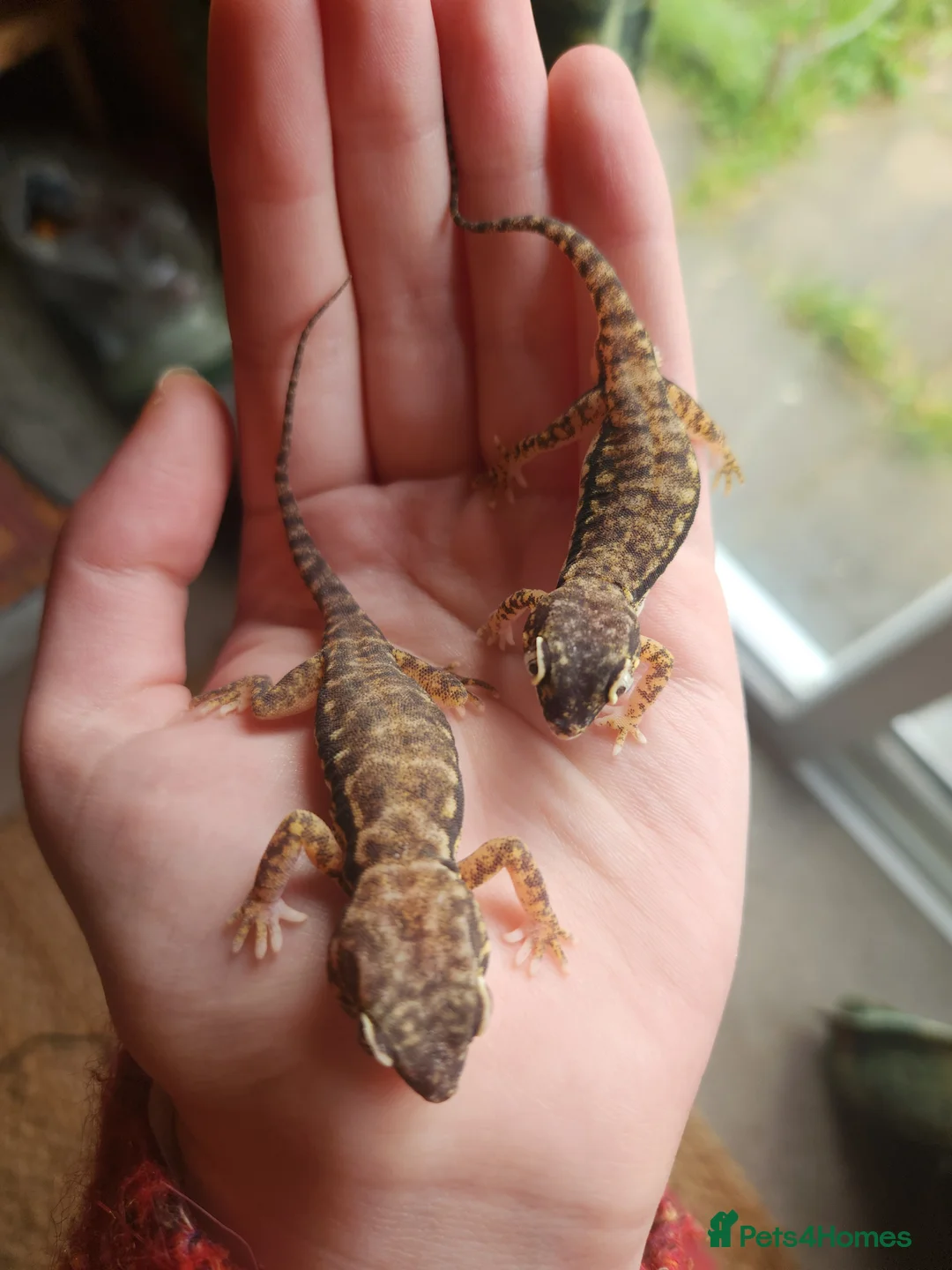 Gecko reptiles for sale: Dune Gecko pair  - Advert 2