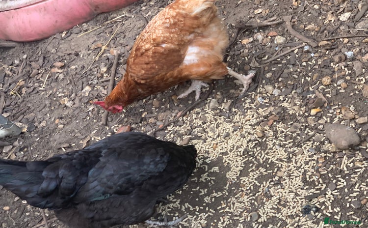 Chickens poultry - Advert 5