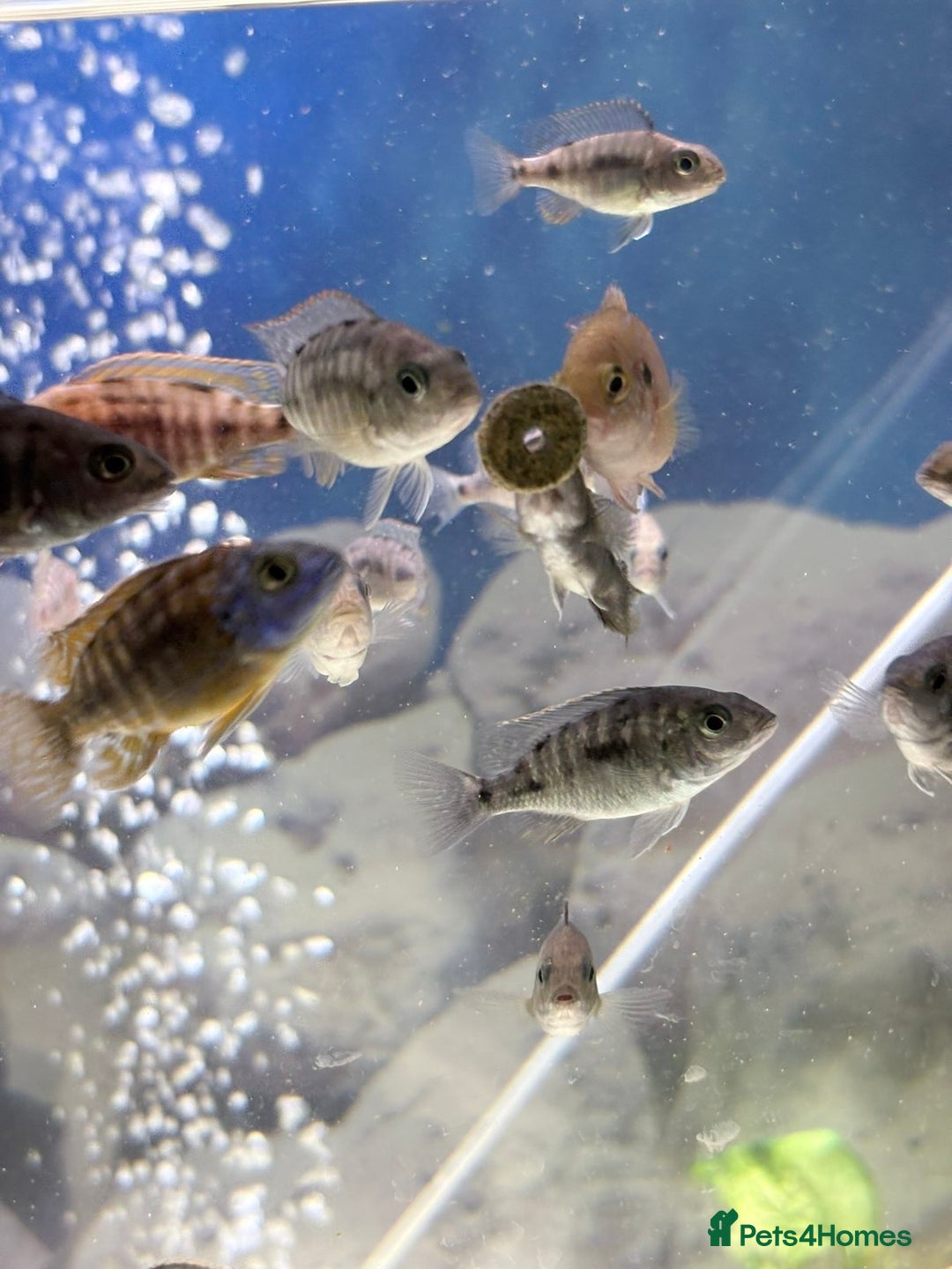 Cichlids fish for sale: Red sided and sulfur head cichlids  - Advert 11