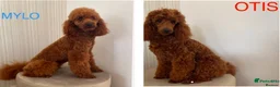 Miniature Poodle dogs for stud: Brishee Miniature Red Poodle Studs in Liverpool - Advert 1