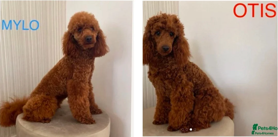Miniature Poodle dogs for stud: Brishee Miniature Red Poodle Studs in Liverpool - Advert 1